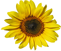 Sonnenblume-transparent